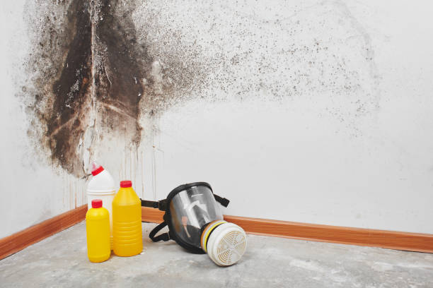 Best Certified Mold Removal  in Lenoir, NC