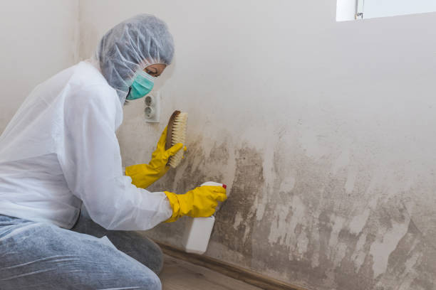 Certified Mold Removal in Lenoir, NC