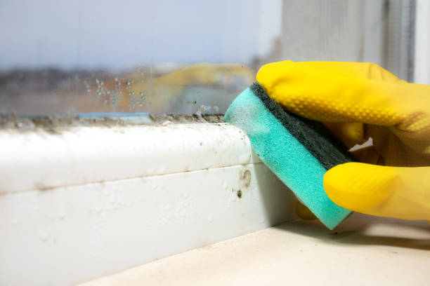 Trusted Lenoir, NC Mold Removal Experts