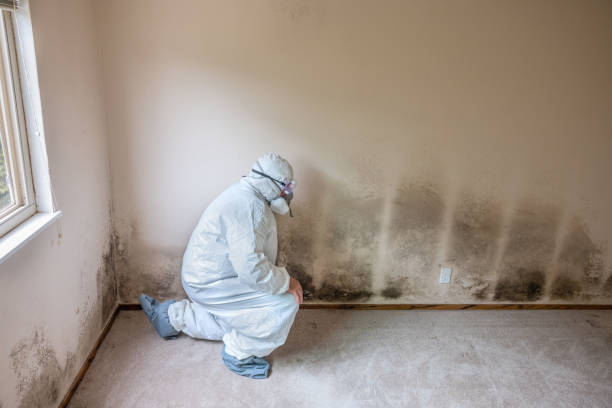 Best Professional Mold Removal  in Lenoir, NC