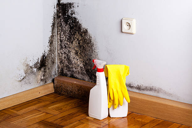 Attic Mold Removal in Lenoir, NC