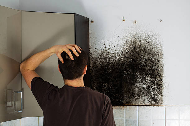 Best Home Mold Removal  in Lenoir, NC
