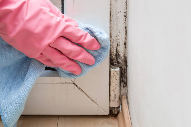Best Emergency Mold Removal  in Lenoir, NC